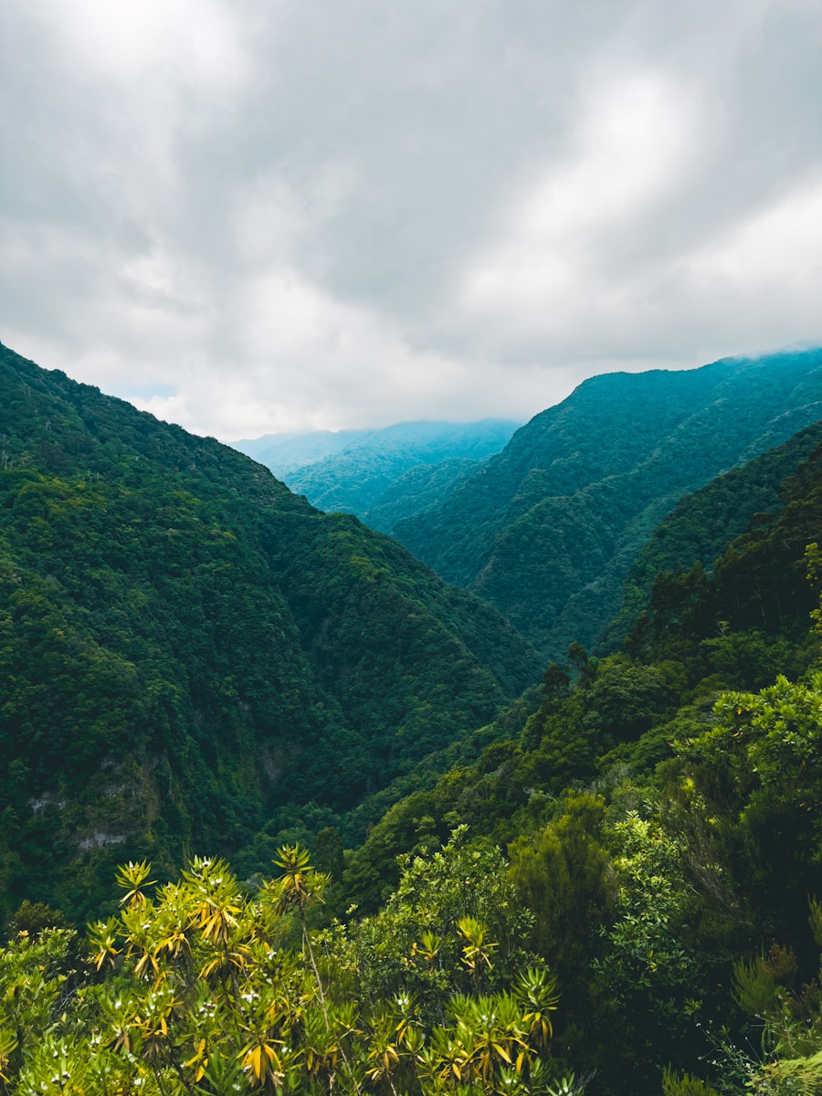 a landscape with trees and hills